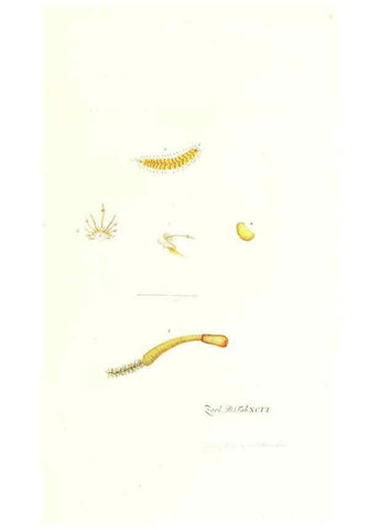 Reproducción/Reproduction 7495592168: Zoologia danica, sev Animalivm Daniae et Norvegiae rariorvm ac minvs notorvm descriptiones et historia .... Havniae :typis N. Mölleri aulae regiae typographi et filii,1788-1806.