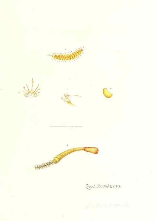 Reproducción/Reproduction 7495592168: Zoologia danica, sev Animalivm Daniae et Norvegiae rariorvm ac minvs notorvm descriptiones et historia .... Havniae :typis N. Mölleri aulae regiae typographi et filii,1788-1806.