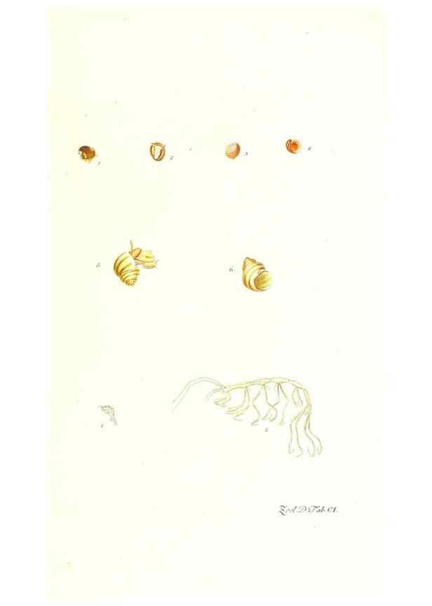 Reproducción/Reproduction 7495595576: Zoologia danica, sev Animalivm Daniae et Norvegiae rariorvm ac minvs notorvm descriptiones et historia .... Havniae :typis N. Mölleri aulae regiae typographi et filii,1788-1806.