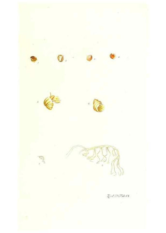 Reproducción/Reproduction 7495595576: Zoologia danica, sev Animalivm Daniae et Norvegiae rariorvm ac minvs notorvm descriptiones et historia .... Havniae :typis N. Mölleri aulae regiae typographi et filii,1788-1806.
