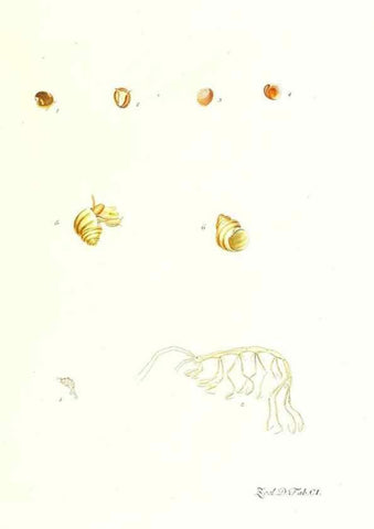 Reproducción/Reproduction 7495595576: Zoologia danica, sev Animalivm Daniae et Norvegiae rariorvm ac minvs notorvm descriptiones et historia .... Havniae :typis N. Mölleri aulae regiae typographi et filii,1788-1806.