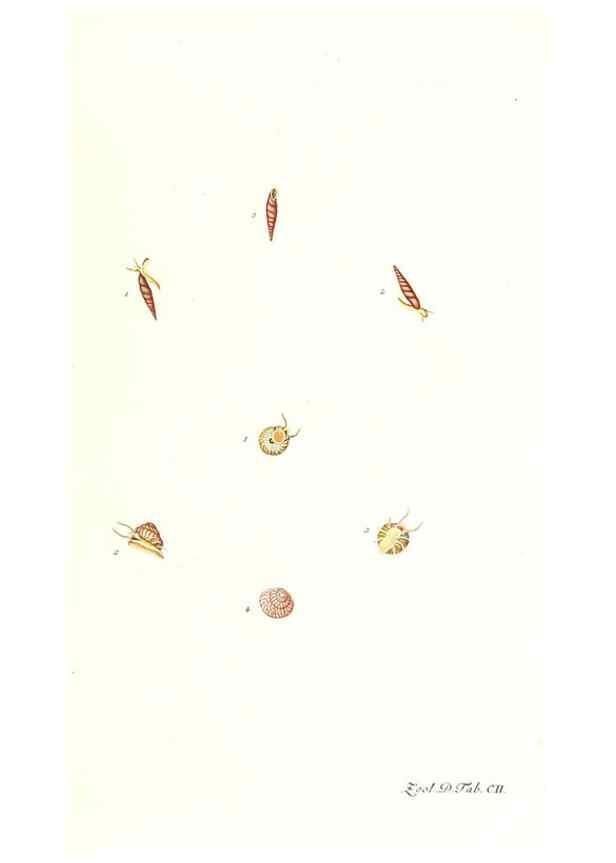 Reproducción/Reproduction 7495597060: Zoologia danica, sev Animalivm Daniae et Norvegiae rariorvm ac minvs notorvm descriptiones et historia .... Havniae :typis N. Mölleri aulae regiae typographi et filii,1788-1806.