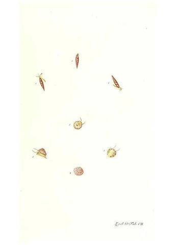 Reproducción/Reproduction 7495597060: Zoologia danica, sev Animalivm Daniae et Norvegiae rariorvm ac minvs notorvm descriptiones et historia .... Havniae :typis N. Mölleri aulae regiae typographi et filii,1788-1806.