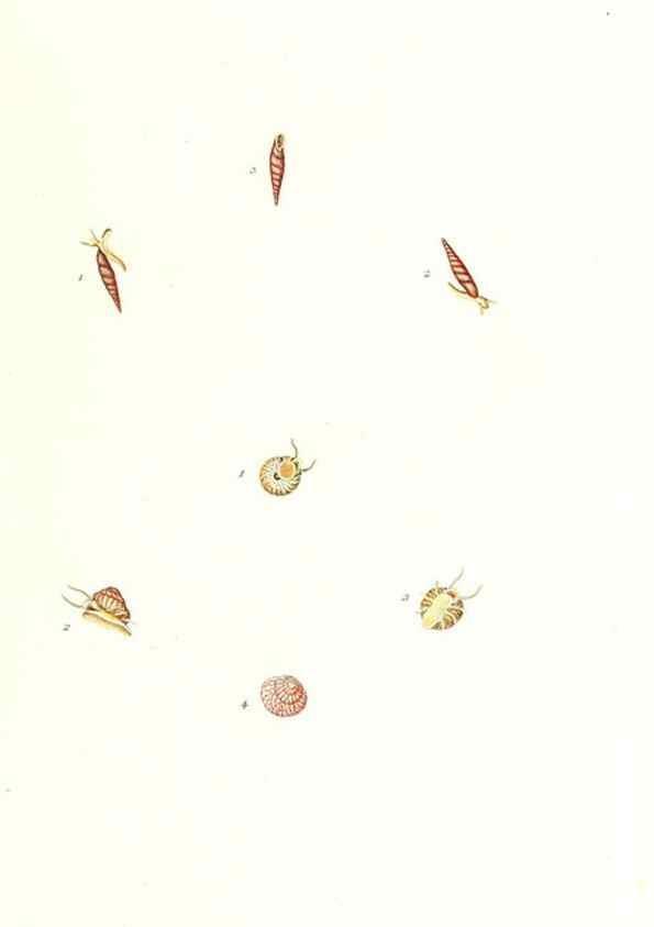 Reproducción/Reproduction 7495597060: Zoologia danica, sev Animalivm Daniae et Norvegiae rariorvm ac minvs notorvm descriptiones et historia .... Havniae :typis N. Mölleri aulae regiae typographi et filii,1788-1806.