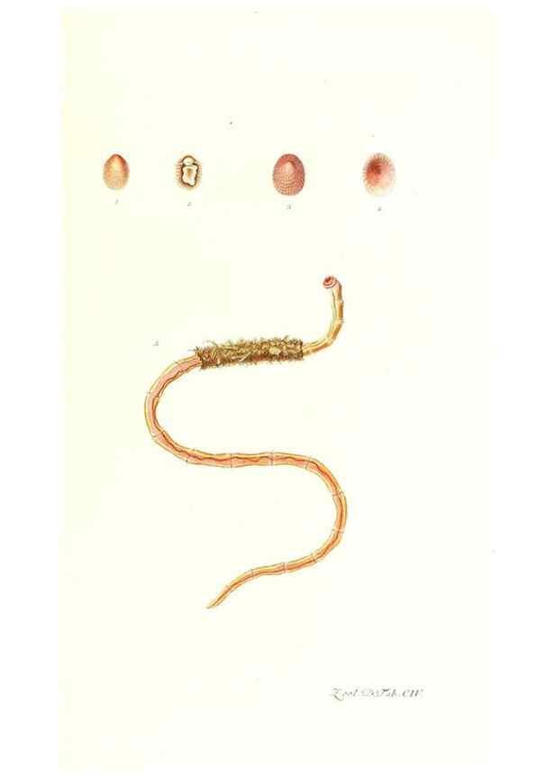 Reproducción/Reproduction 7495598758: Zoologia danica, sev Animalivm Daniae et Norvegiae rariorvm ac minvs notorvm descriptiones et historia .... Havniae :typis N. Mölleri aulae regiae typographi et filii,1788-1806.