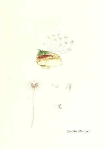 Reproducción/Reproduction 7497776388: Zoologia danica, sev Animalivm Daniae et Norvegiae rariorvm ac minvs notorvm descriptiones et historia .... Havniae :typis N. Mölleri aulae regiae typographi et filii,1788-1806.