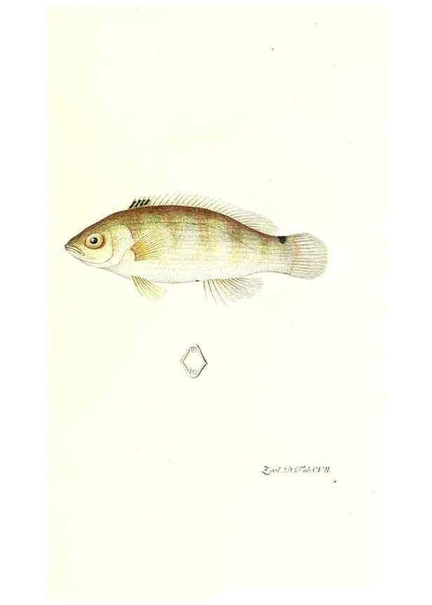 Reproducción/Reproduction 7495602524: Zoologia danica, sev Animalivm Daniae et Norvegiae rariorvm ac minvs notorvm descriptiones et historia .... Havniae :typis N. Mölleri aulae regiae typographi et filii,1788-1806.