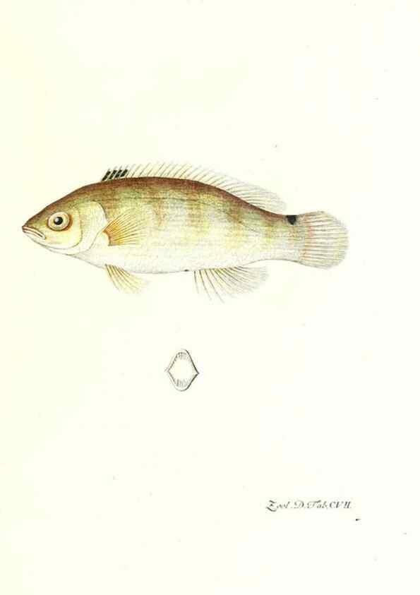 Reproducción/Reproduction 7495602524: Zoologia danica, sev Animalivm Daniae et Norvegiae rariorvm ac minvs notorvm descriptiones et historia .... Havniae :typis N. Mölleri aulae regiae typographi et filii,1788-1806.