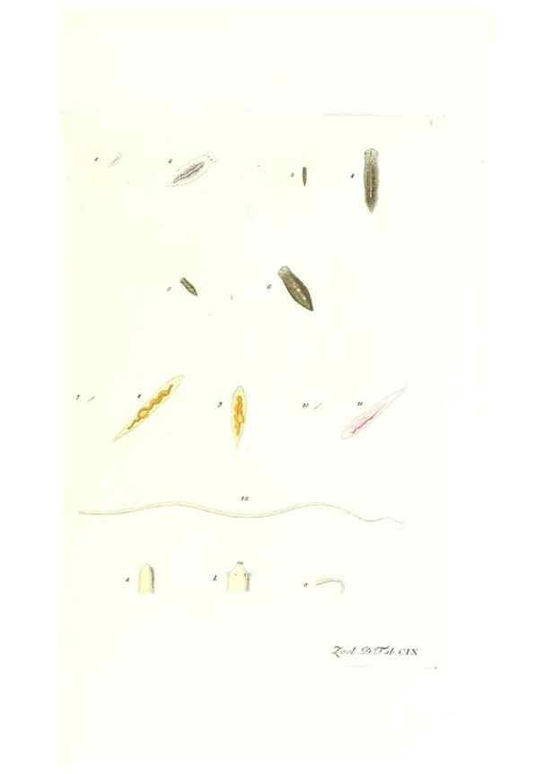 Reproducción/Reproduction 7495604082: Zoologia danica, sev Animalivm Daniae et Norvegiae rariorvm ac minvs notorvm descriptiones et historia .... Havniae :typis N. Mölleri aulae regiae typographi et filii,1788-1806.