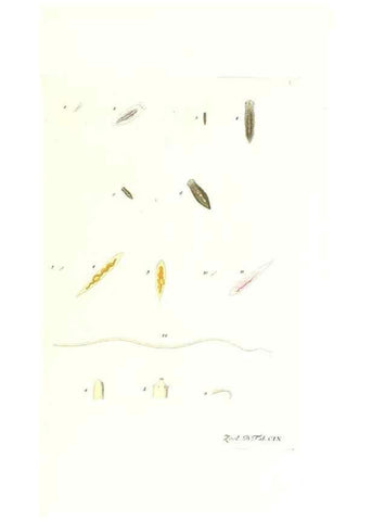 Reproducción/Reproduction 7495604082: Zoologia danica, sev Animalivm Daniae et Norvegiae rariorvm ac minvs notorvm descriptiones et historia .... Havniae :typis N. Mölleri aulae regiae typographi et filii,1788-1806.