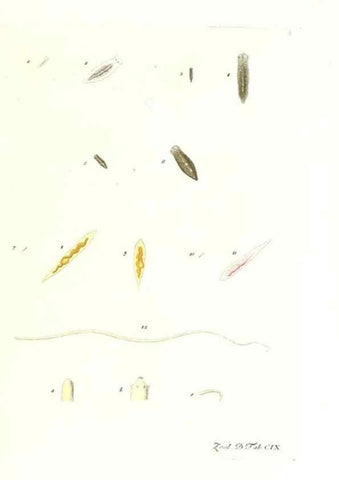 Reproducción/Reproduction 7495604082: Zoologia danica, sev Animalivm Daniae et Norvegiae rariorvm ac minvs notorvm descriptiones et historia .... Havniae :typis N. Mölleri aulae regiae typographi et filii,1788-1806.