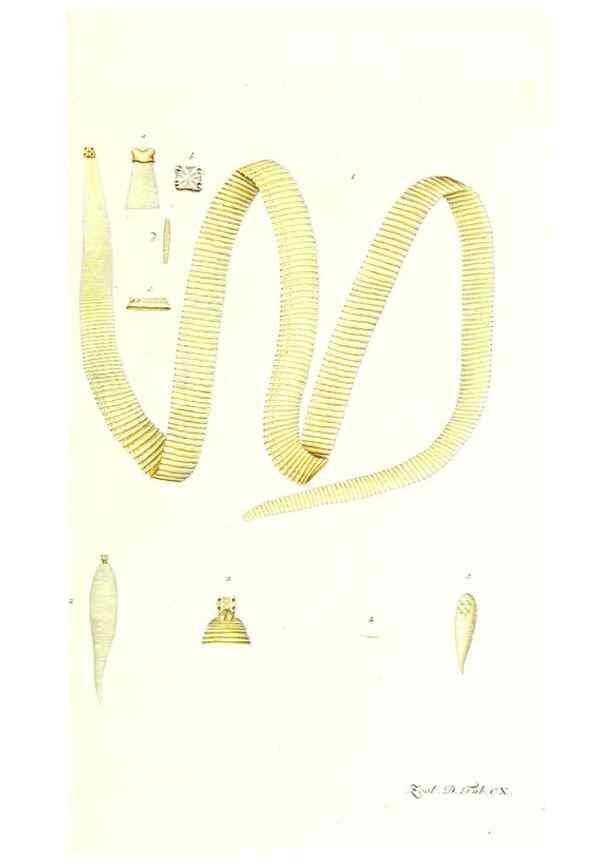 Reproducción/Reproduction 7495605790: Zoologia danica, sev Animalivm Daniae et Norvegiae rariorvm ac minvs notorvm descriptiones et historia .... Havniae :typis N. Mölleri aulae regiae typographi et filii,1788-1806.