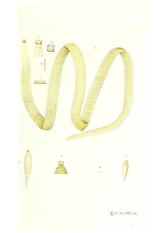 Reproducción/Reproduction 7495605790: Zoologia danica, sev Animalivm Daniae et Norvegiae rariorvm ac minvs notorvm descriptiones et historia .... Havniae :typis N. Mölleri aulae regiae typographi et filii,1788-1806.