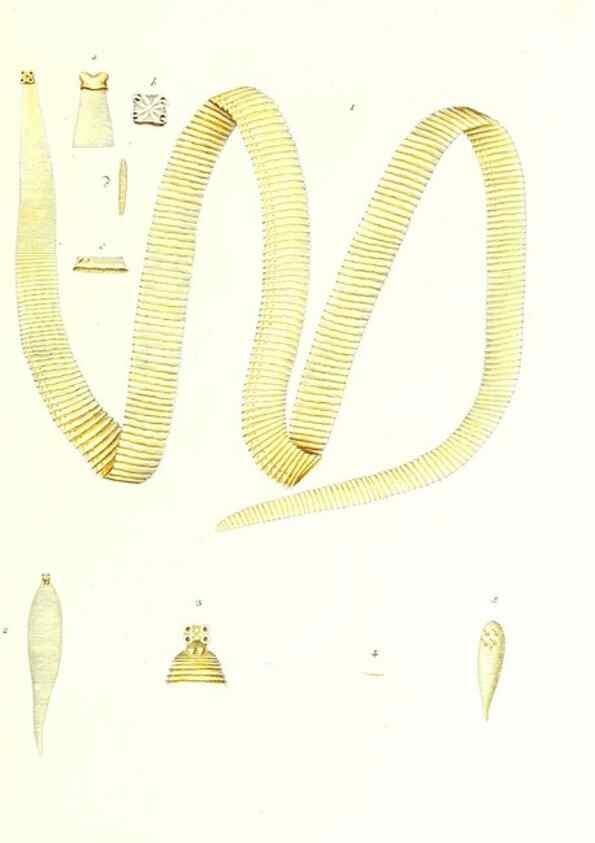Reproducción/Reproduction 7495605790: Zoologia danica, sev Animalivm Daniae et Norvegiae rariorvm ac minvs notorvm descriptiones et historia .... Havniae :typis N. Mölleri aulae regiae typographi et filii,1788-1806.