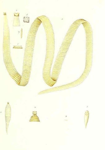 Reproducción/Reproduction 7495605790: Zoologia danica, sev Animalivm Daniae et Norvegiae rariorvm ac minvs notorvm descriptiones et historia .... Havniae :typis N. Mölleri aulae regiae typographi et filii,1788-1806.