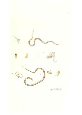 Reproducción/Reproduction 7495607366: Zoologia danica, sev Animalivm Daniae et Norvegiae rariorvm ac minvs notorvm descriptiones et historia .... Havniae :typis N. Mölleri aulae regiae typographi et filii,1788-1806.