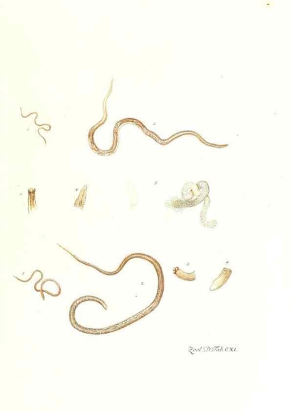 Reproducción/Reproduction 7495607366: Zoologia danica, sev Animalivm Daniae et Norvegiae rariorvm ac minvs notorvm descriptiones et historia .... Havniae :typis N. Mölleri aulae regiae typographi et filii,1788-1806.