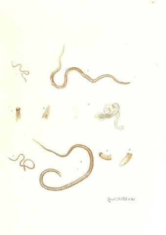 Reproducción/Reproduction 7495607366: Zoologia danica, sev Animalivm Daniae et Norvegiae rariorvm ac minvs notorvm descriptiones et historia .... Havniae :typis N. Mölleri aulae regiae typographi et filii,1788-1806.