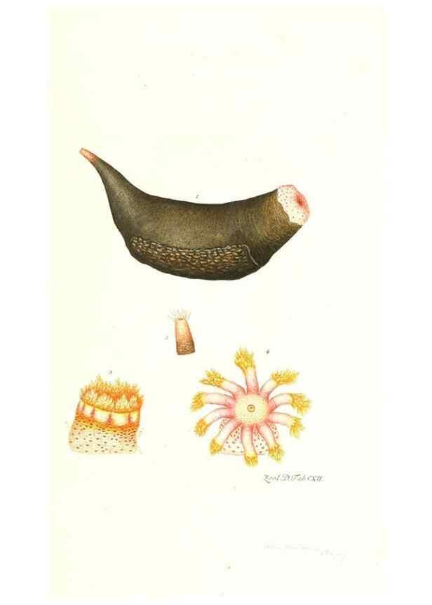 Reproducción/Reproduction 7495609486: Zoologia danica, sev Animalivm Daniae et Norvegiae rariorvm ac minvs notorvm descriptiones et historia .... Havniae :typis N. Mölleri aulae regiae typographi et filii,1788-1806.