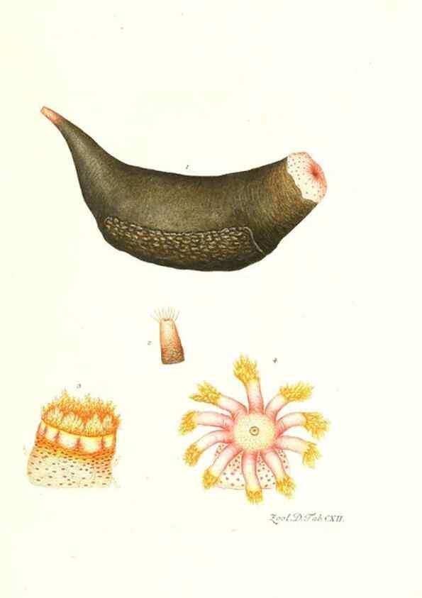 Reproducción/Reproduction 7495609486: Zoologia danica, sev Animalivm Daniae et Norvegiae rariorvm ac minvs notorvm descriptiones et historia .... Havniae :typis N. Mölleri aulae regiae typographi et filii,1788-1806.