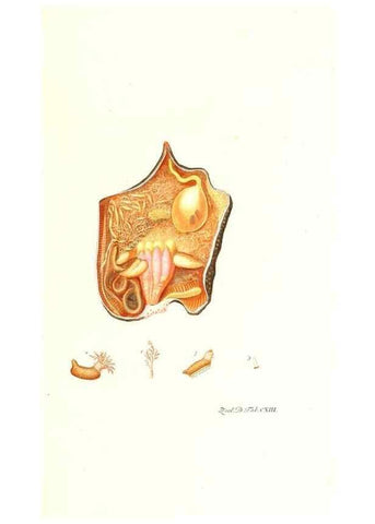 Reproducción/Reproduction 7495610814: Zoologia danica, sev Animalivm Daniae et Norvegiae rariorvm ac minvs notorvm descriptiones et historia .... Havniae :typis N. Mölleri aulae regiae typographi et filii,1788-1806.