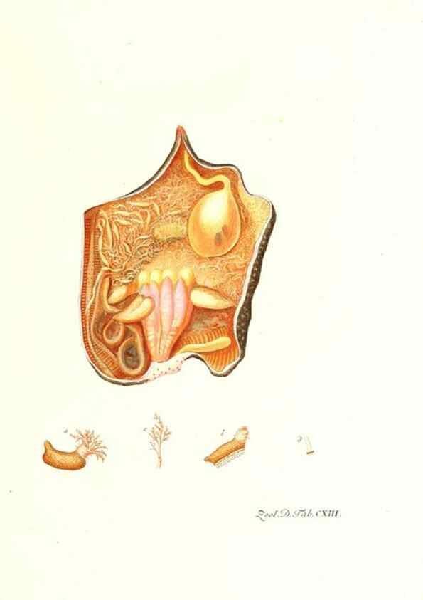 Reproducción/Reproduction 7495610814: Zoologia danica, sev Animalivm Daniae et Norvegiae rariorvm ac minvs notorvm descriptiones et historia .... Havniae :typis N. Mölleri aulae regiae typographi et filii,1788-1806.