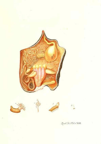 Reproducción/Reproduction 7495610814: Zoologia danica, sev Animalivm Daniae et Norvegiae rariorvm ac minvs notorvm descriptiones et historia .... Havniae :typis N. Mölleri aulae regiae typographi et filii,1788-1806.