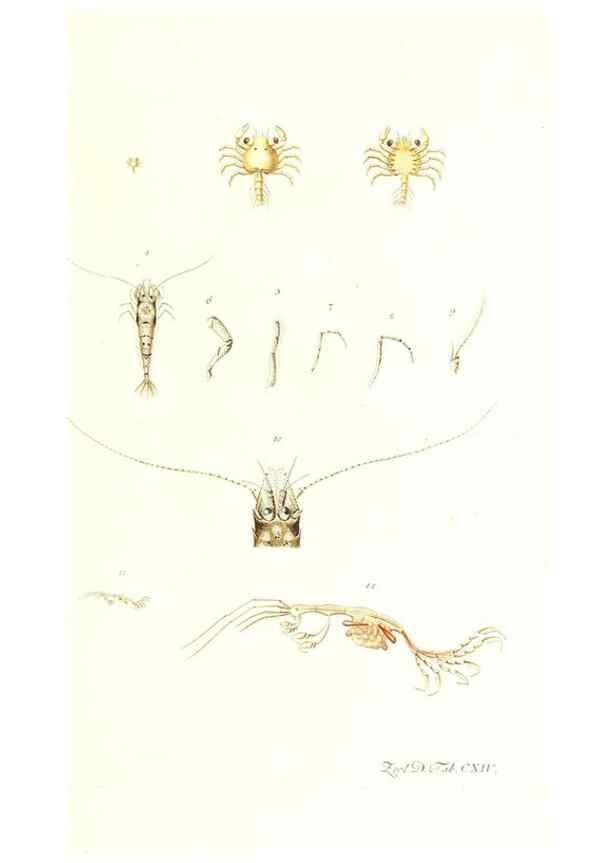 Reproducción/Reproduction 7495612474: Zoologia danica, sev Animalivm Daniae et Norvegiae rariorvm ac minvs notorvm descriptiones et historia .... Havniae :typis N. Mölleri aulae regiae typographi et filii,1788-1806.