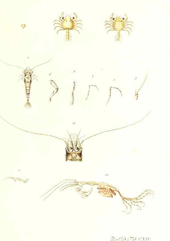 Reproducción/Reproduction 7495612474: Zoologia danica, sev Animalivm Daniae et Norvegiae rariorvm ac minvs notorvm descriptiones et historia .... Havniae :typis N. Mölleri aulae regiae typographi et filii,1788-1806.