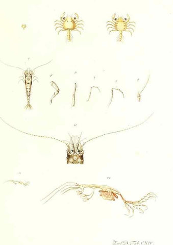 Reproducción/Reproduction 7495612474: Zoologia danica, sev Animalivm Daniae et Norvegiae rariorvm ac minvs notorvm descriptiones et historia .... Havniae :typis N. Mölleri aulae regiae typographi et filii,1788-1806.