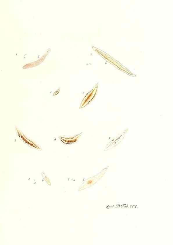 Reproducción/Reproduction 7495601376: Zoologia danica, sev Animalivm Daniae et Norvegiae rariorvm ac minvs notorvm descriptiones et historia .... Havniae :typis N. Mölleri aulae regiae typographi et filii,1788-1806.
