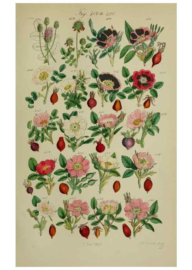 Reproducción/Reproduction 7507482720: British wild flowers.. London,J. Van Voorst,1876.