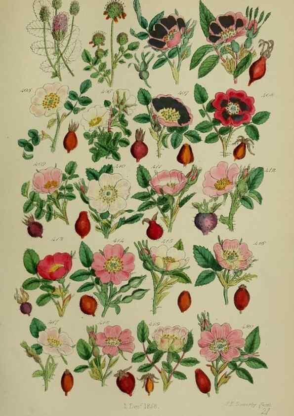 Reproducción/Reproduction 7507482720: British wild flowers.. London,J. Van Voorst,1876.