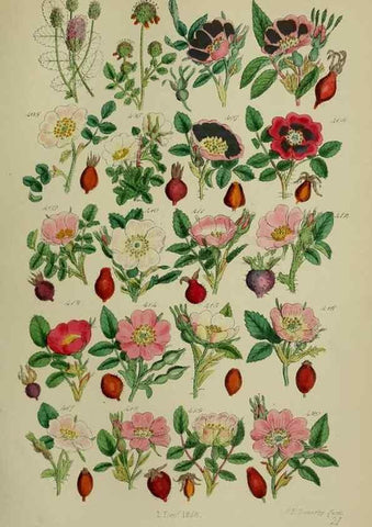 Reproducción/Reproduction 7507482720: British wild flowers.. London,J. Van Voorst,1876.
