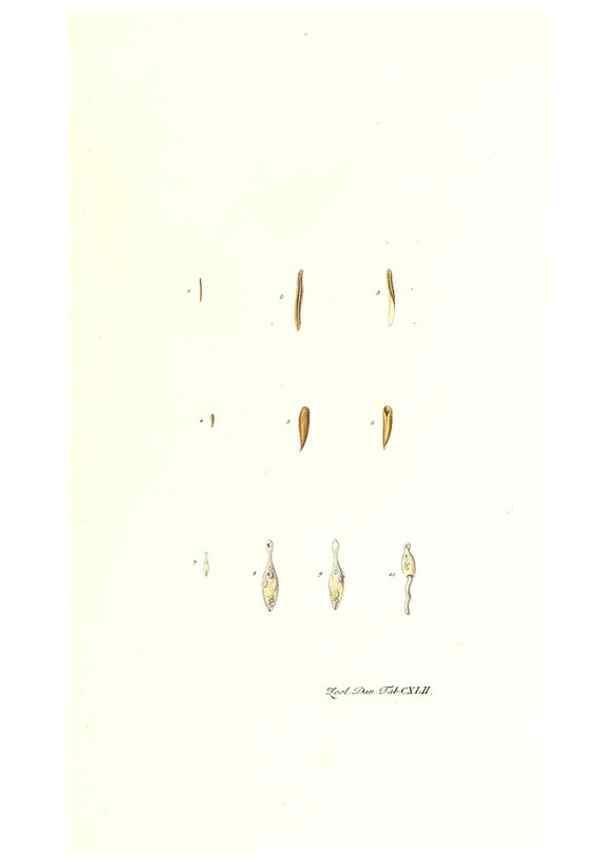 Reproducción/Reproduction 7497777126: Zoologia danica, sev Animalivm Daniae et Norvegiae rariorvm ac minvs notorvm descriptiones et historia .... Havniae :typis N. Mölleri aulae regiae typographi et filii,1788-1806.
