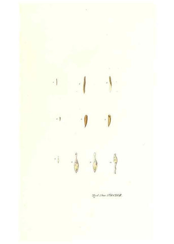 Reproducción/Reproduction 7497777126: Zoologia danica, sev Animalivm Daniae et Norvegiae rariorvm ac minvs notorvm descriptiones et historia .... Havniae :typis N. Mölleri aulae regiae typographi et filii,1788-1806.