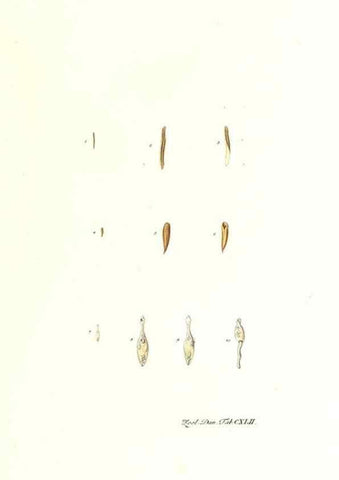 Reproducción/Reproduction 7497777126: Zoologia danica, sev Animalivm Daniae et Norvegiae rariorvm ac minvs notorvm descriptiones et historia .... Havniae :typis N. Mölleri aulae regiae typographi et filii,1788-1806.