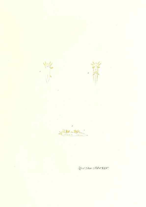 Reproducción/Reproduction 7497779156: Zoologia danica, sev Animalivm Daniae et Norvegiae rariorvm ac minvs notorvm descriptiones et historia .... Havniae :typis N. Mölleri aulae regiae typographi et filii,1788-1806.