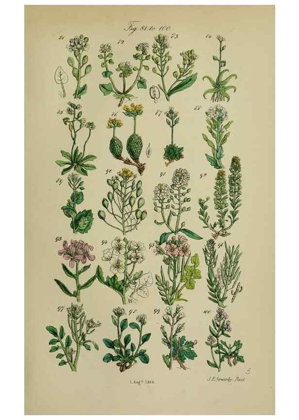 Reproducción/Reproduction 7507459520: British wild flowers.. London,J. Van Voorst,1876.