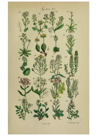 Reproducción/Reproduction 7507459520: British wild flowers.. London,J. Van Voorst,1876.