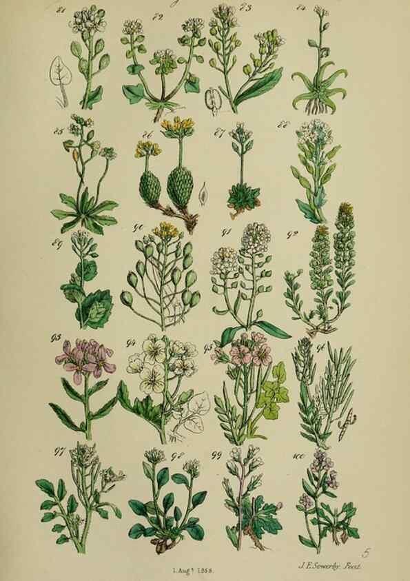 Reproducción/Reproduction 7507459520: British wild flowers.. London,J. Van Voorst,1876.