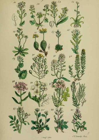 Reproducción/Reproduction 7507459520: British wild flowers.. London,J. Van Voorst,1876.