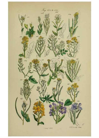 Reproducción/Reproduction 7507460798: British wild flowers.. London,J. Van Voorst,1876.