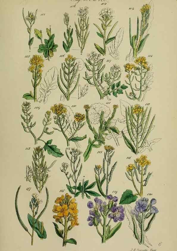 Reproducción/Reproduction 7507460798: British wild flowers.. London,J. Van Voorst,1876.