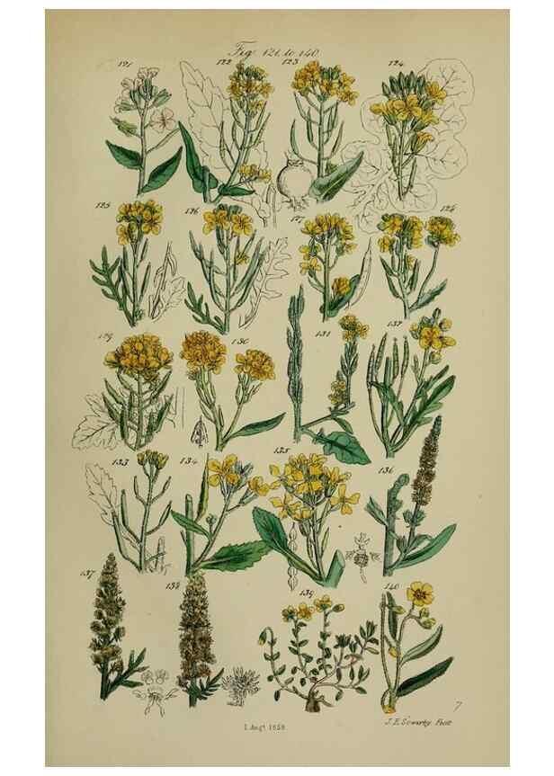 Reproducción/Reproduction 7507462410: British wild flowers.. London,J. Van Voorst,1876.