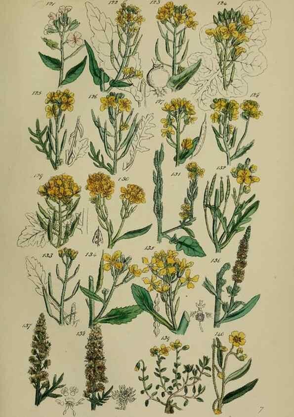 Reproducción/Reproduction 7507462410: British wild flowers.. London,J. Van Voorst,1876.