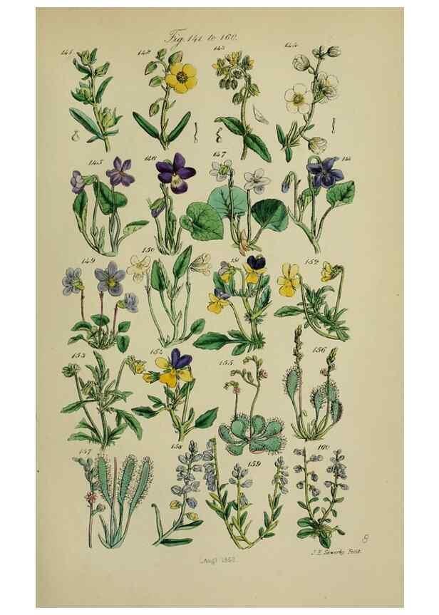 Reproducción/Reproduction 7507463742: British wild flowers.. London,J. Van Voorst,1876.