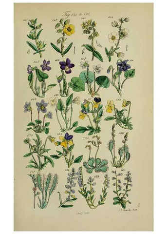 Reproducción/Reproduction 7507463742: British wild flowers.. London,J. Van Voorst,1876.