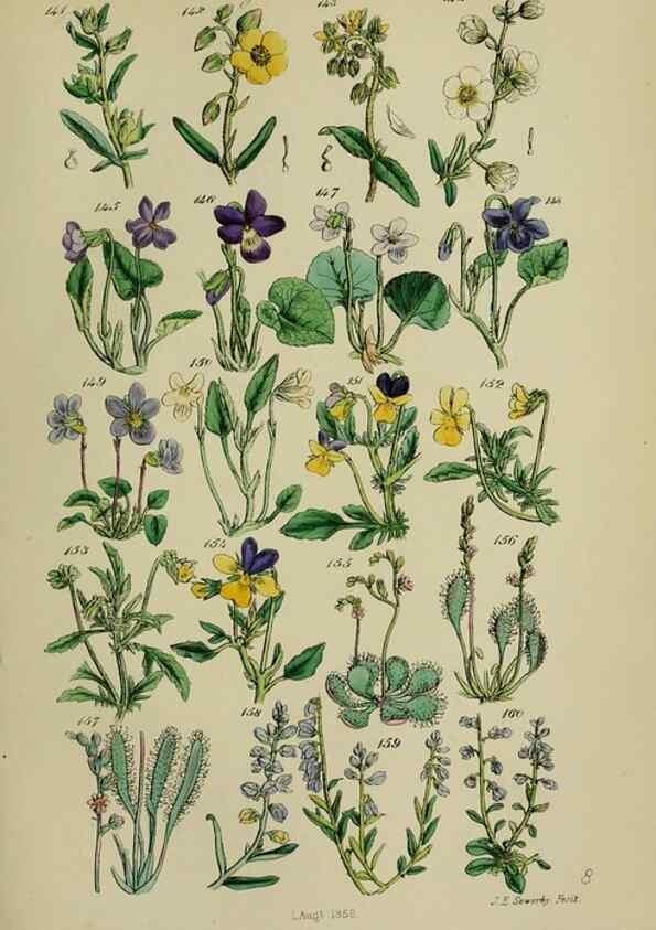 Reproducción/Reproduction 7507463742: British wild flowers.. London,J. Van Voorst,1876.