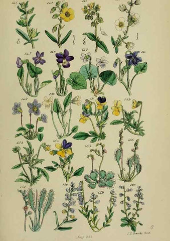 Reproducción/Reproduction 7507463742: British wild flowers.. London,J. Van Voorst,1876.